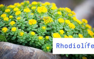 rhodiola adaptogeen