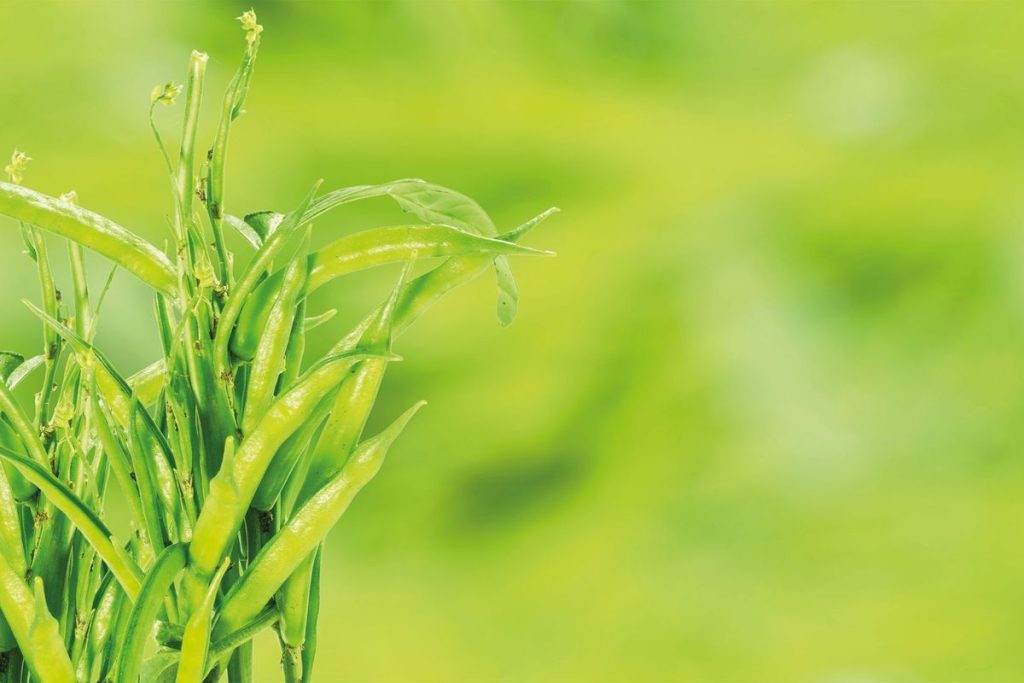 Sunfiber®